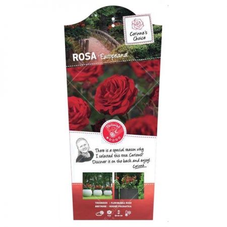 Rosa 'Europeana'