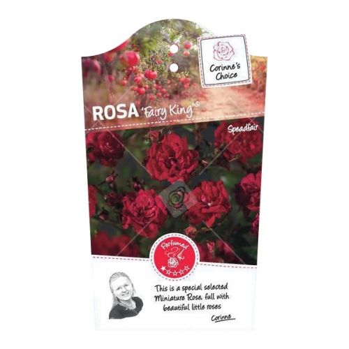 Rosa 'Fairy King'®