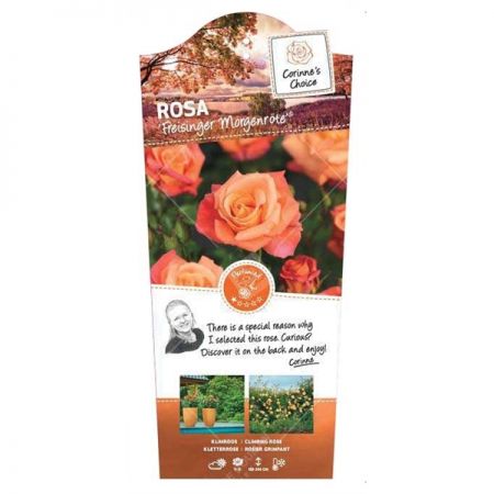 Rosa 'Freisinger Morgenröte'® - afbeelding 1