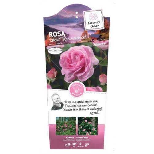 Rosa 'Ghita'(TM) Renaissance® - afbeelding 2