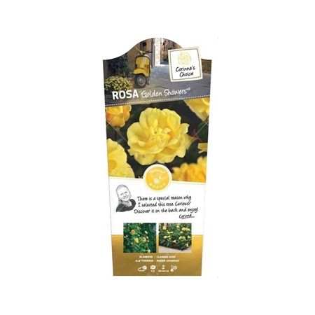 Rosa 'Golden Showers'® - afbeelding 1