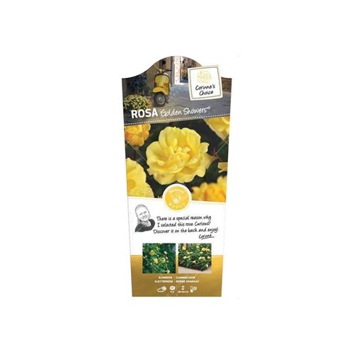 Rosa 'Golden Showers'® - afbeelding 2