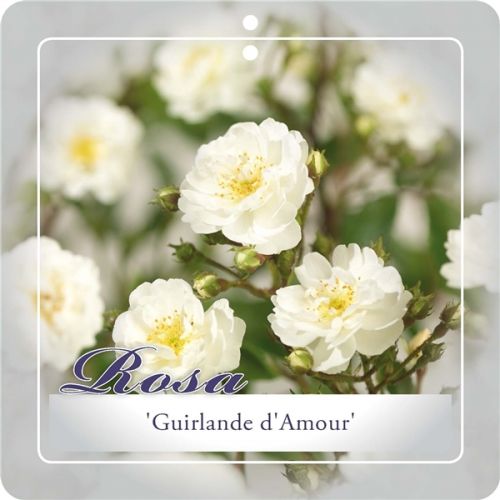 Rosa 'Guirlande d' Amour'® - afbeelding 1