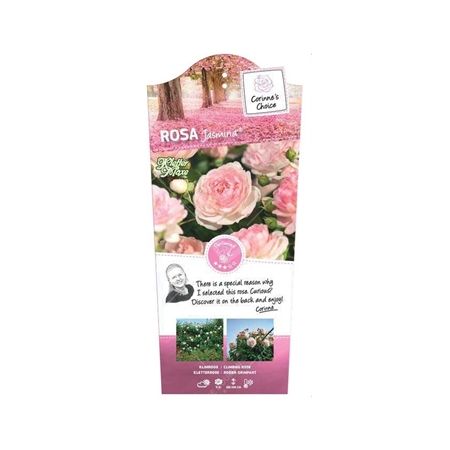 Rosa 'Jasmina'® - afbeelding 1