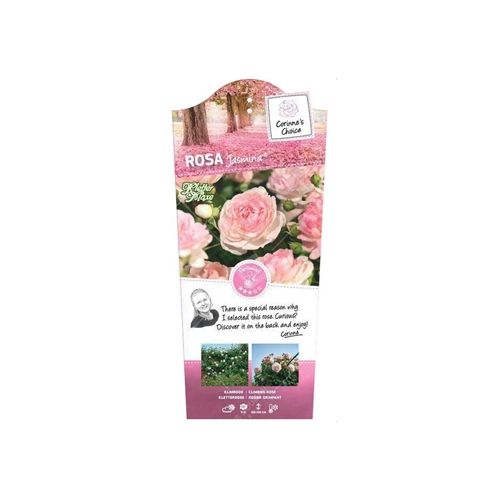 Rosa 'Jasmina'® - afbeelding 1