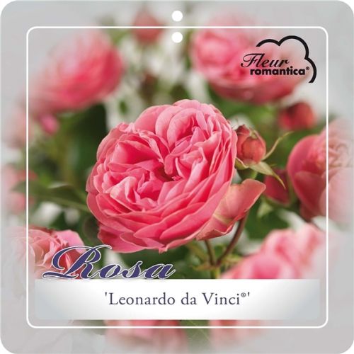 Rosa 'Leonardo da Vinci'®