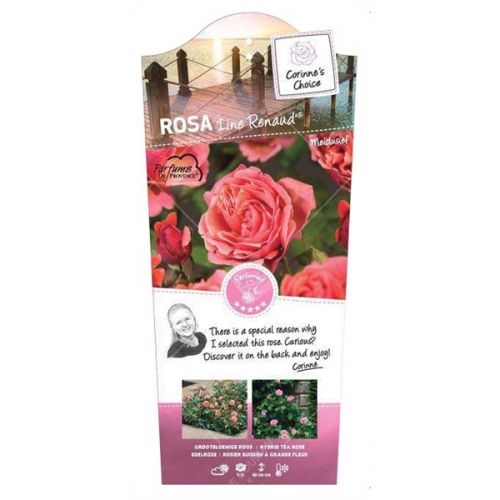 Rosa 'Line Renaud'®