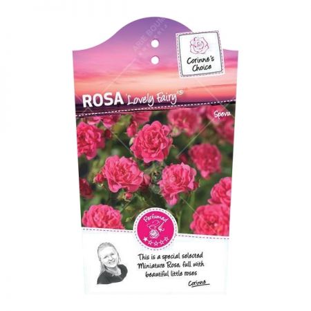 Rosa 'Lovely Fairy'®