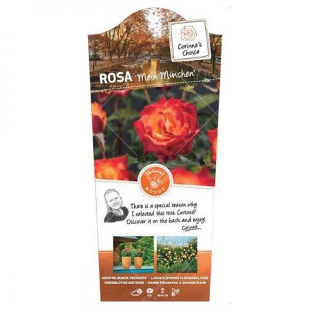 Rosa 'Mein Munchen'