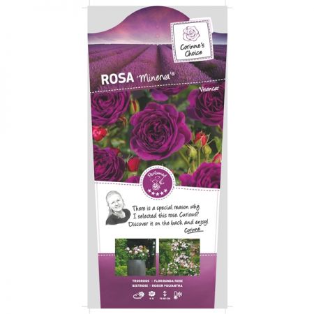 Rosa 'Minerva'®