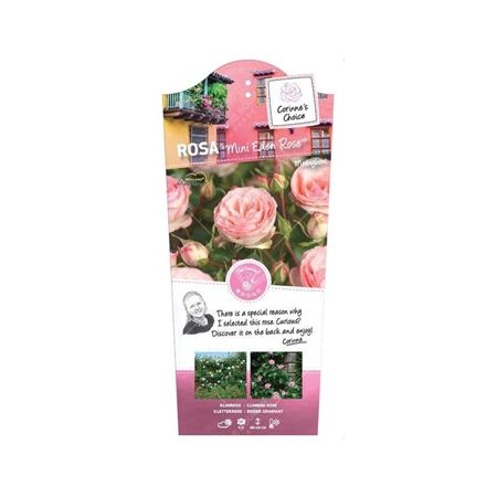 Rosa 'Mini Eden Rose'® - afbeelding 1