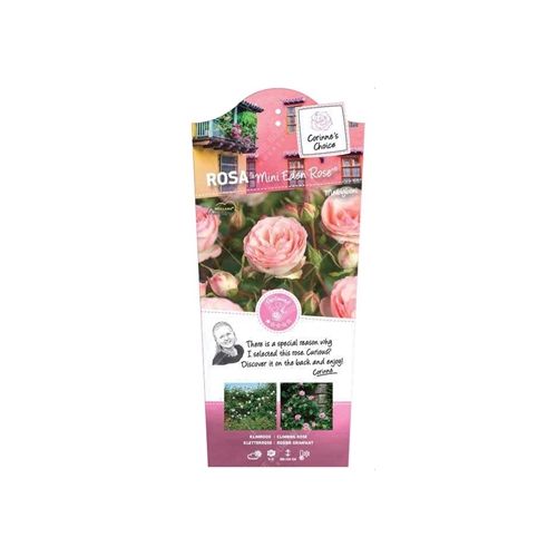 Rosa 'Mini Eden Rose'® - afbeelding 2