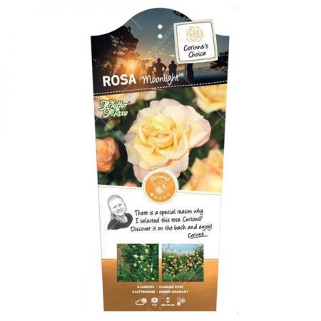 Rosa 'Moonlight'® - afbeelding 1