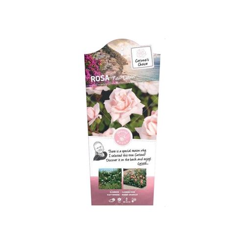Rosa 'New Dawn' - afbeelding 2