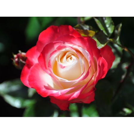 Rosa 'Nostalgie'®