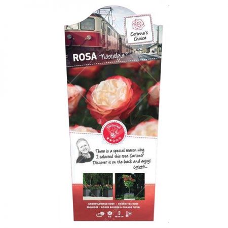 Rosa 'Nostalgie'®