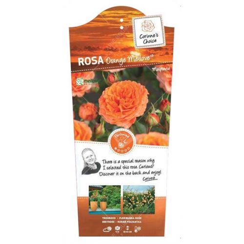 Rosa 'Orange Meilove'®