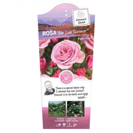 Rosa 'Our last Summer'® - afbeelding 1