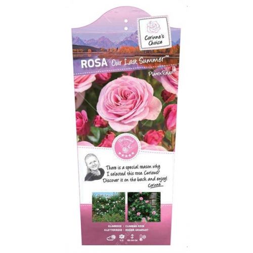 Rosa 'Our last Summer'® - afbeelding 2