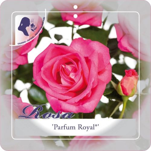 Rosa 'Parfum Royal clg'® - afbeelding 1