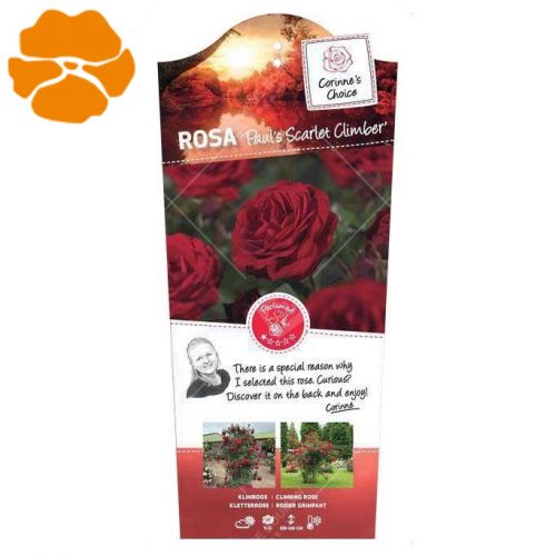 Rosa 'Paul's Scarlet Climber' - afbeelding 2