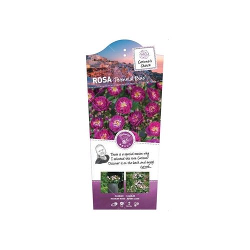 Rosa 'Perennial Blue'® - afbeelding 2