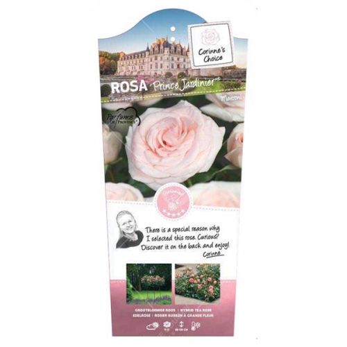 Rosa 'Prince Jardinier'®