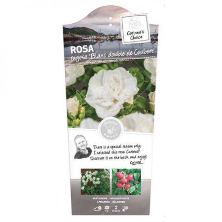 Rosa r. 'Blanc Double de Coubert'