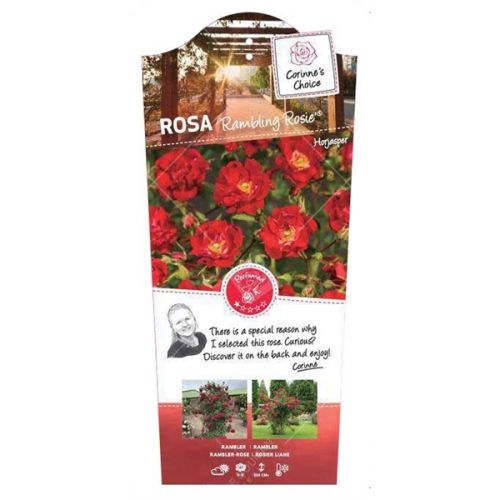 Rosa 'Rambling Rosie'® - afbeelding 2