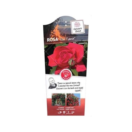 Rosa 'Red Flame'® - afbeelding 1