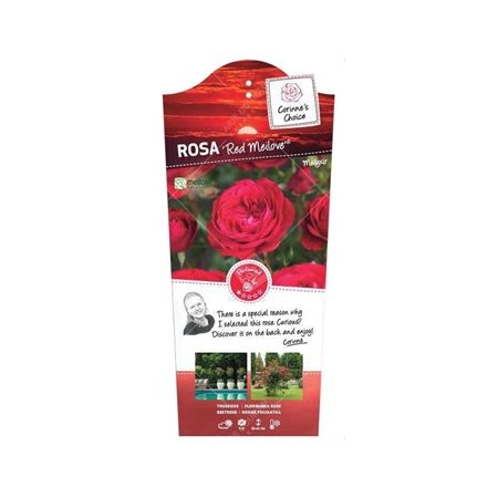 Rosa 'Red Meilove'®