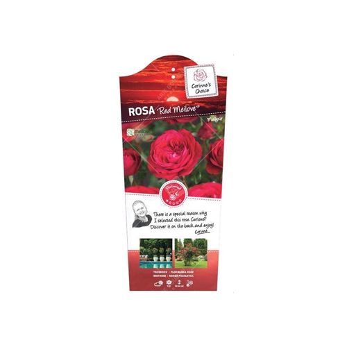 Rosa 'Red Meilove'®