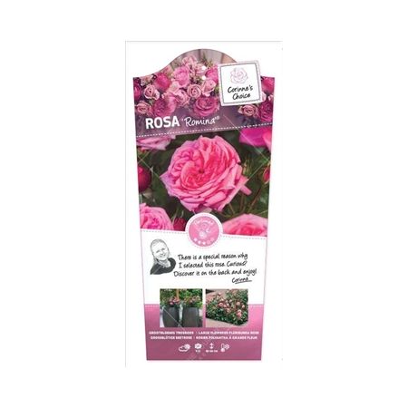 Rosa 'Romina'®