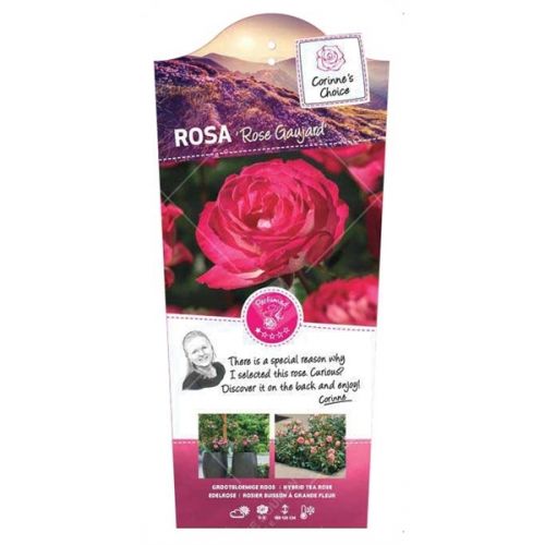 Rosa 'Rose Gaujard'