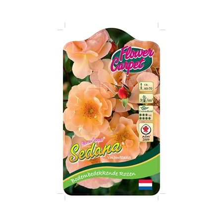 Rosa 'Sedana'® (ADR)