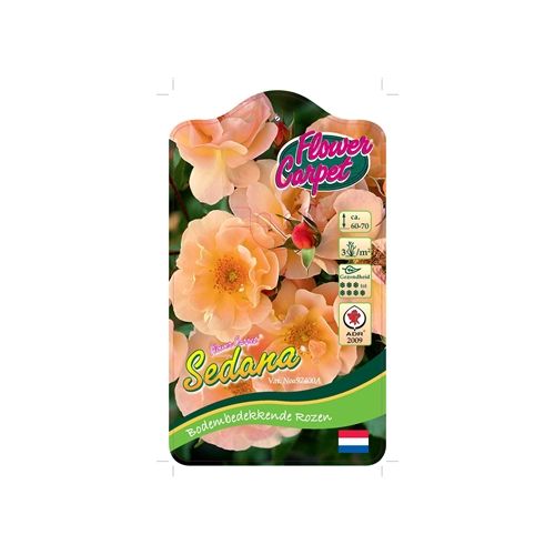 Rosa 'Sedana'® (ADR)