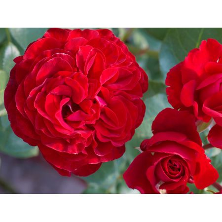 Rosa 'Störtebeker'®