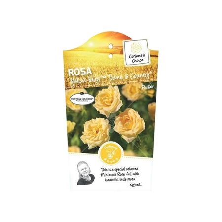 Rosa 'Yellow Fairy(TM)'Town&Country