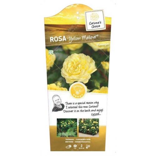 Rosa 'Yellow' Meilove'®