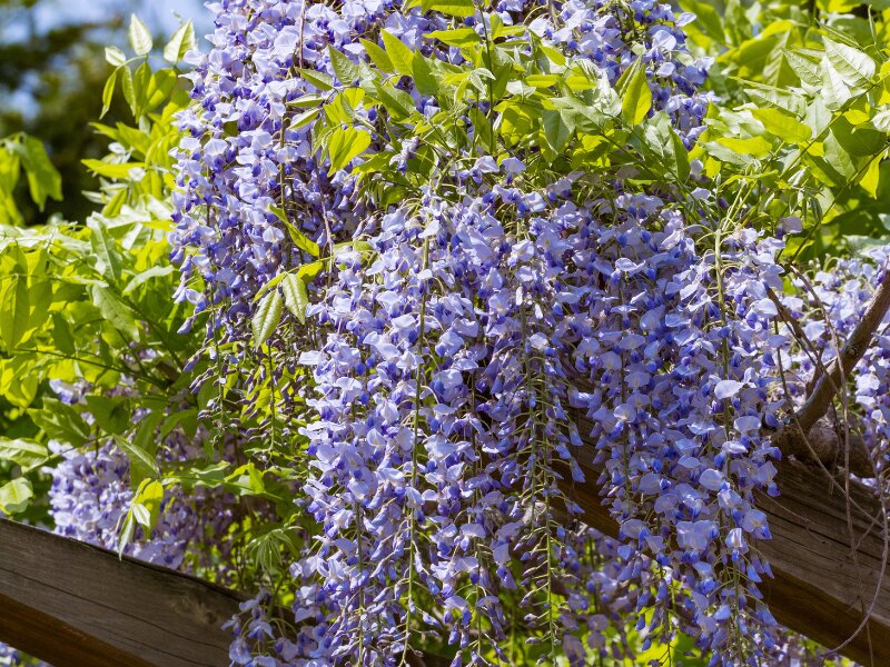 Tuinrooster voor klimplanten, roestvrij, verticale paraplu-steunkooi voor wijnstokken en bloemen, voor blauweregen en rozen, tuinaccessoire voor buiten