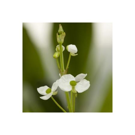 Sagittaria graminea