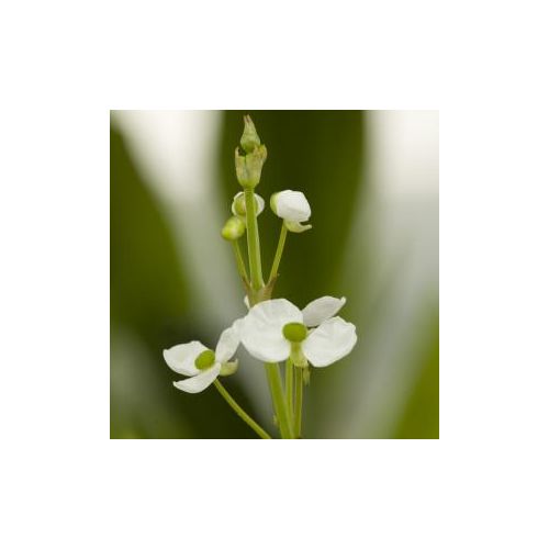 Sagittaria graminea