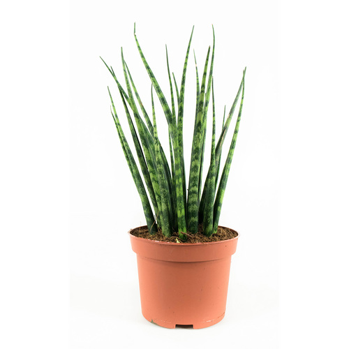 Sansevieria Fernwood Mikado P9