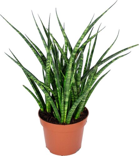 Sansevieria Fernwood Punk P9