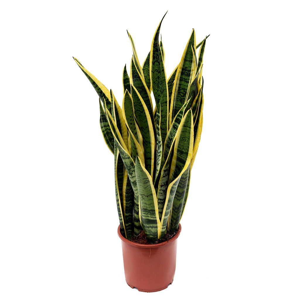 Sansevieria Laurentii