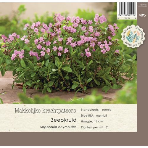 Saponaria ocymoides P9