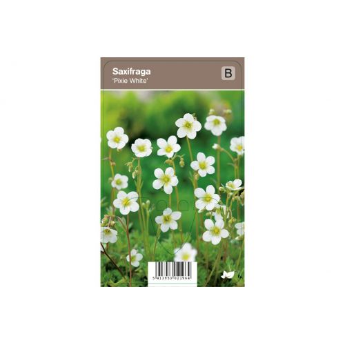 Saxifraga Pixie White p9