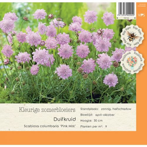 Scabiosa columbaria Pink Mist  P9