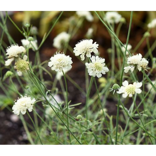 Scabiosa ochroleuca Moondance P9