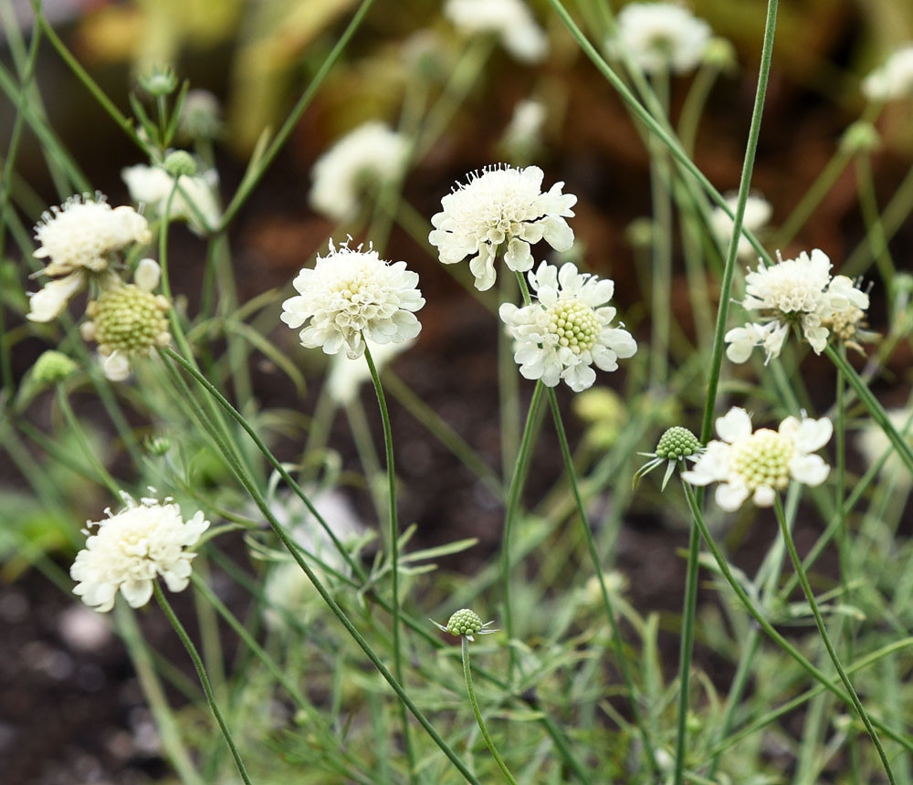 Scabiosa ochroleuca Moondance P9 - Tuincentrum Schmitz